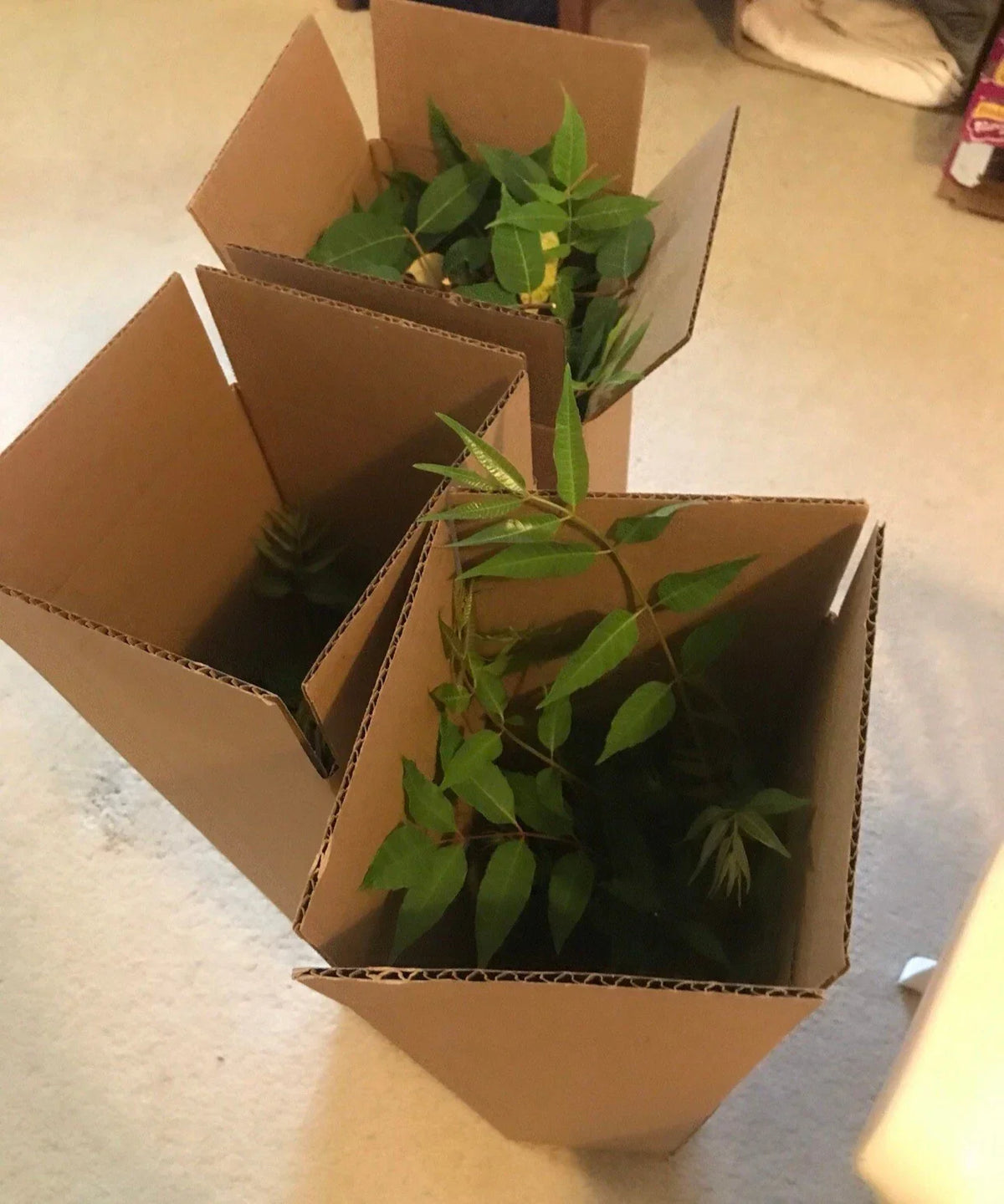 Chinese Toon Tree Seedlings - Bare Root Edible Variety - Toona sinensis - 2-3 Years Old - Perfect for Gardens