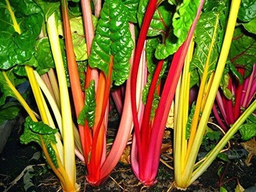 Swiss Chard Seeds 2000 Count Northern Lights Mix Heirloom Colorful Greens Beta vulgaris subsp. cicla