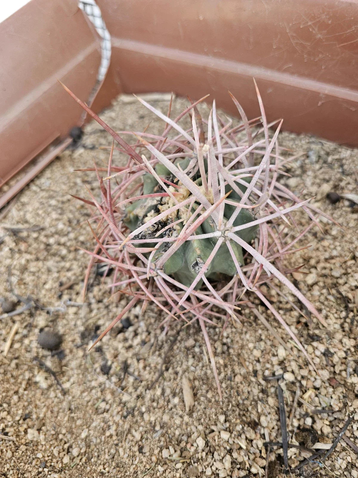 E. polycephalus Cactus 4" Clustered Growth Arizona Snowcap Cactus Echinocactus polycephalus - Low-Maintenance Indoor Plant