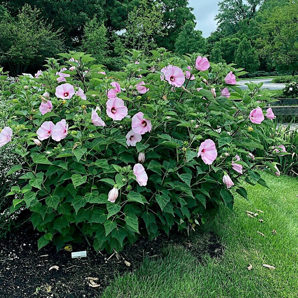Pink Swamp Mallow Rose Seeds – 20 Large Hibiscus moscheutos Perennial Flower Seeds for Vibrant Garden Display