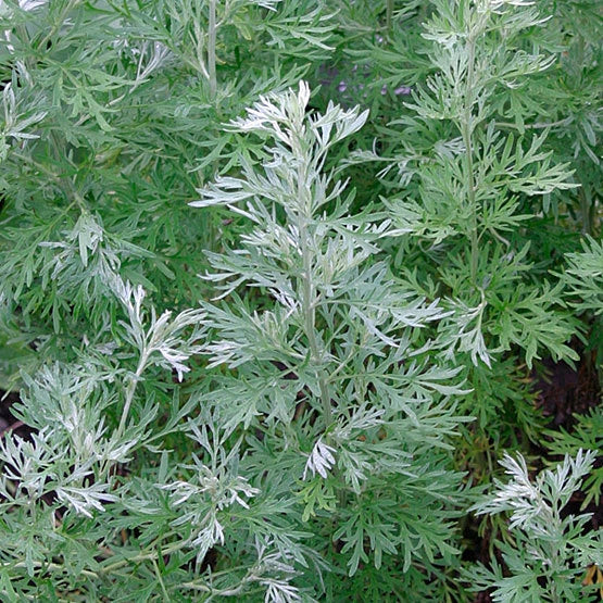 Wormwood Seeds - Herb Seeds for Planting - Artemisia absinthium - Culinary, Herbal Tea & Beneficial Insects