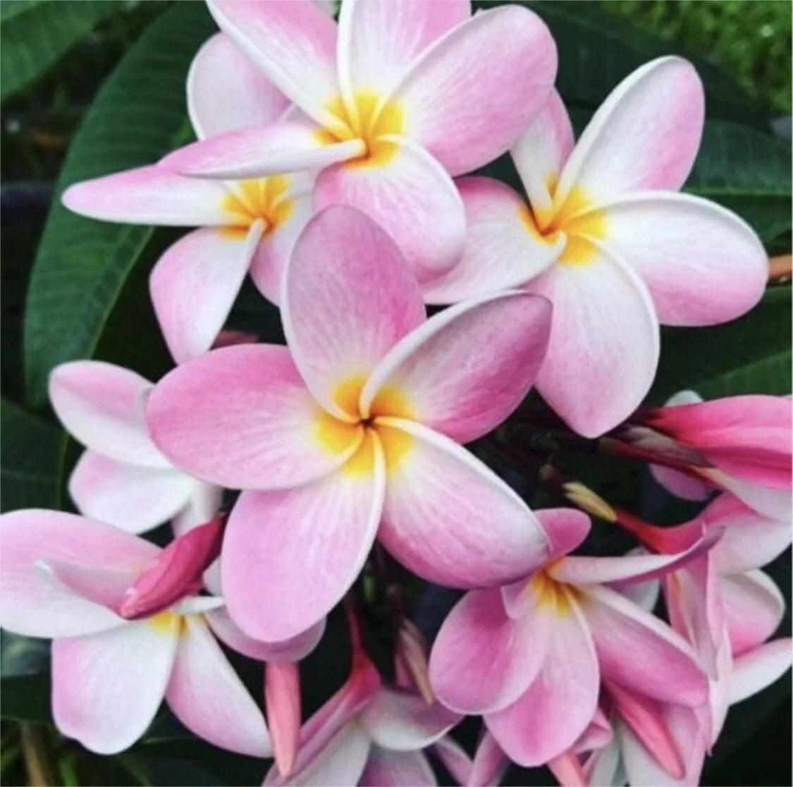 Rooted Plumeria Cutting - Pastel Pink Flower - 15" Plumeria rubra Tropical Plant for Garden & Indoor