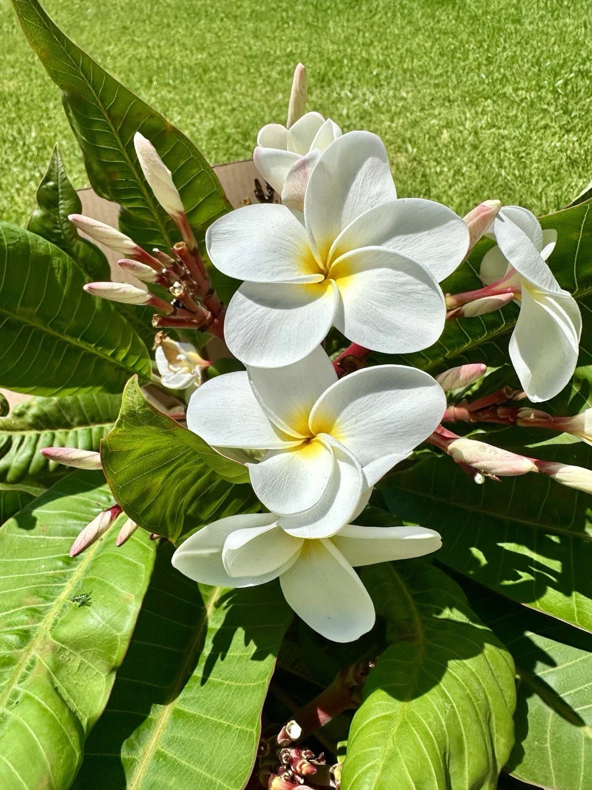 White Plumeria Cuttings 10-12" Root Ready Tropical Flowering Plant Frangipani (Plumeria spp.)