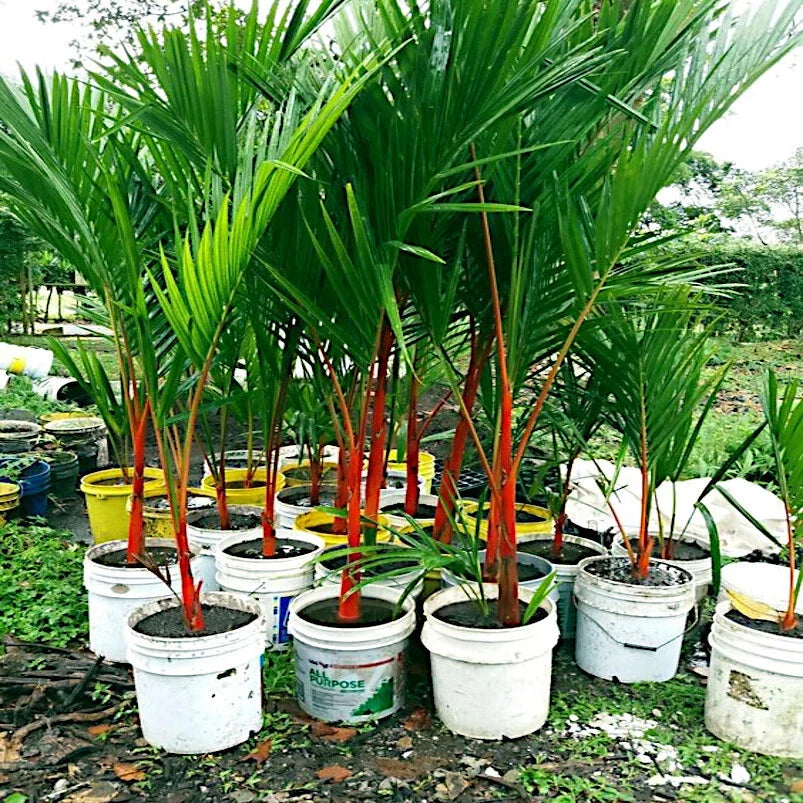 Red Sealing Wax Lipstick Palm Seeds Cyrtostachys renda - Rare Indoor/Outdoor Plant Seeds
