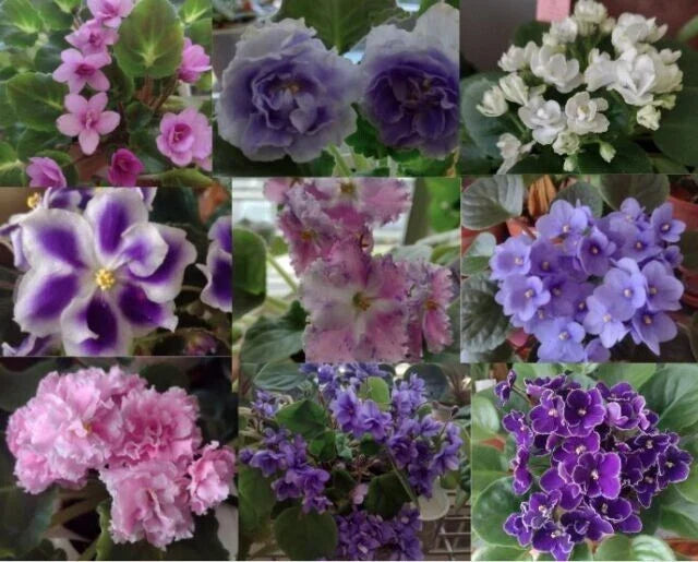 African Violet Leaf Cuttings Box – 10 Varieties, Variegated, Standards & Trailers, Saintpaulia spp. Indoor Garden Propagation