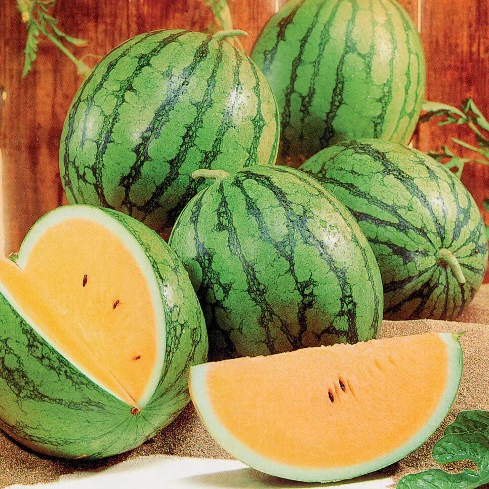 Queen Watermelon Seeds Pack – Citrullus lanatus, Large Juicy Fruit, Garden Planting, USA Grown, 50+ Seeds
