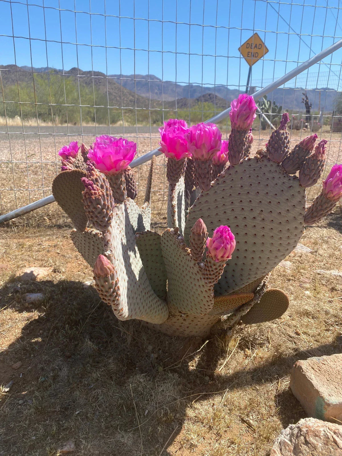 Beaver Tail Cactus Cuttings - 2 Fresh Pads - Pink Blooms - Opuntia basilaris Succulent Plant for Garden & Collection