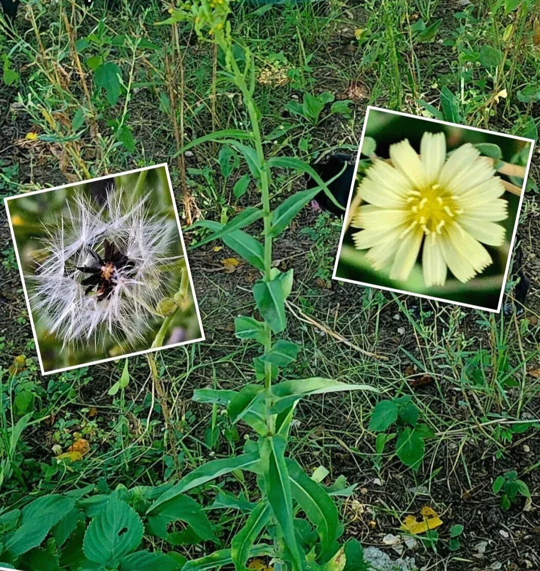 Wild Canada Lettuce Seeds – 50+ Premium Lactuca canadensis Medicinal Herb for Garden & Herbal Use