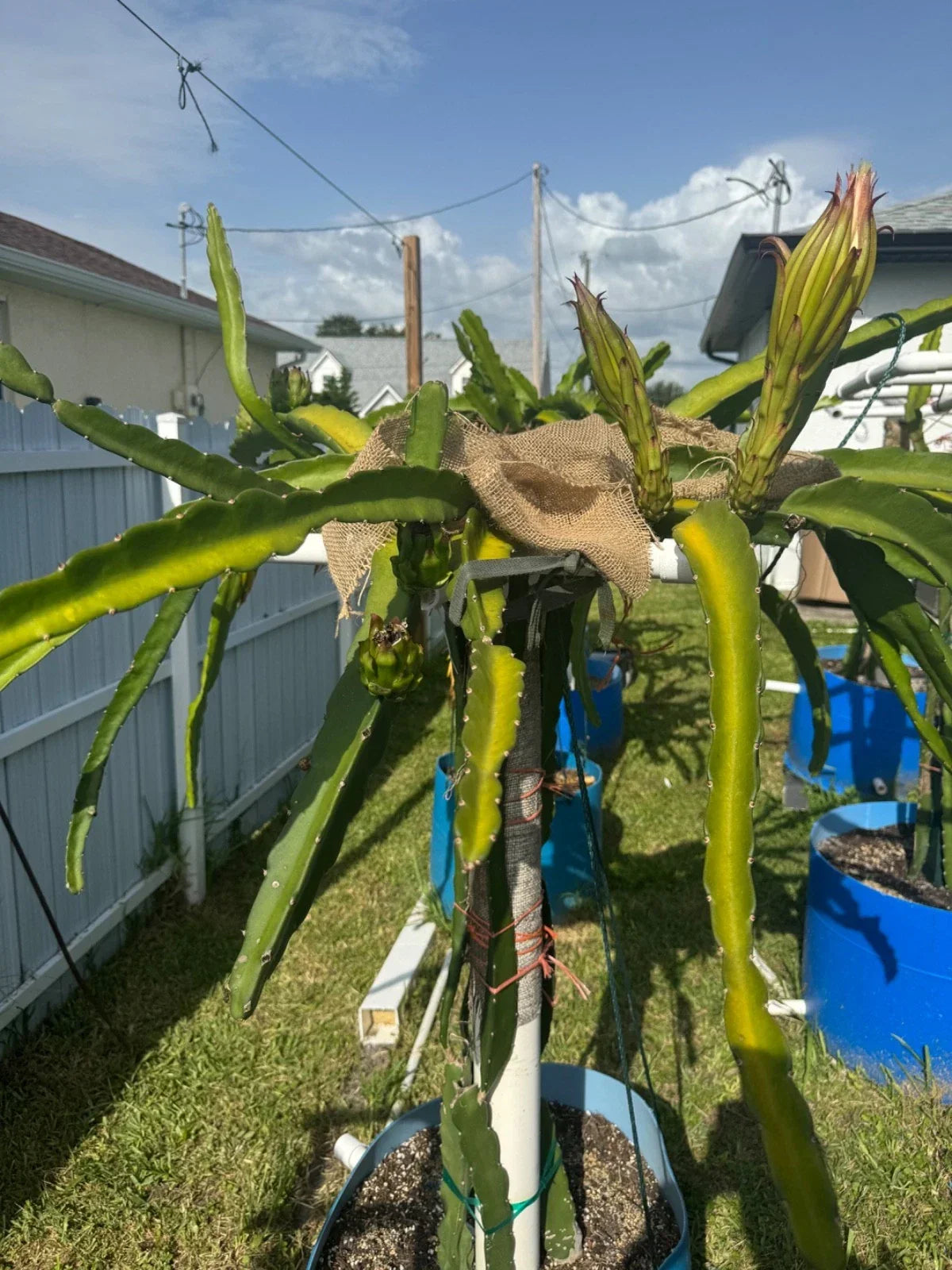 Florida Sugar Dragon Pitahaya Cutting - Hylocereus undatus Dragon Fruit Plant, 10+ Inches, Succulent, Edible Fruit, Home Garden