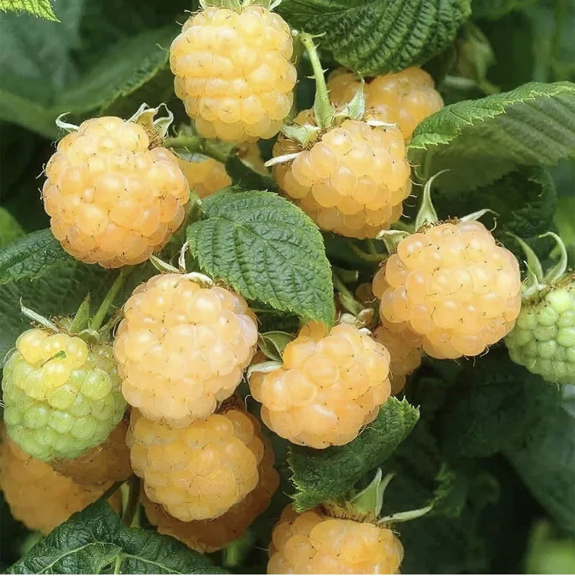 Golden Raspberry Seeds - 100 Pack - Edible Yellow Berry Vine - Rubus idaeus var. strigosus - Organic, Non-GMO, Easy to Grow