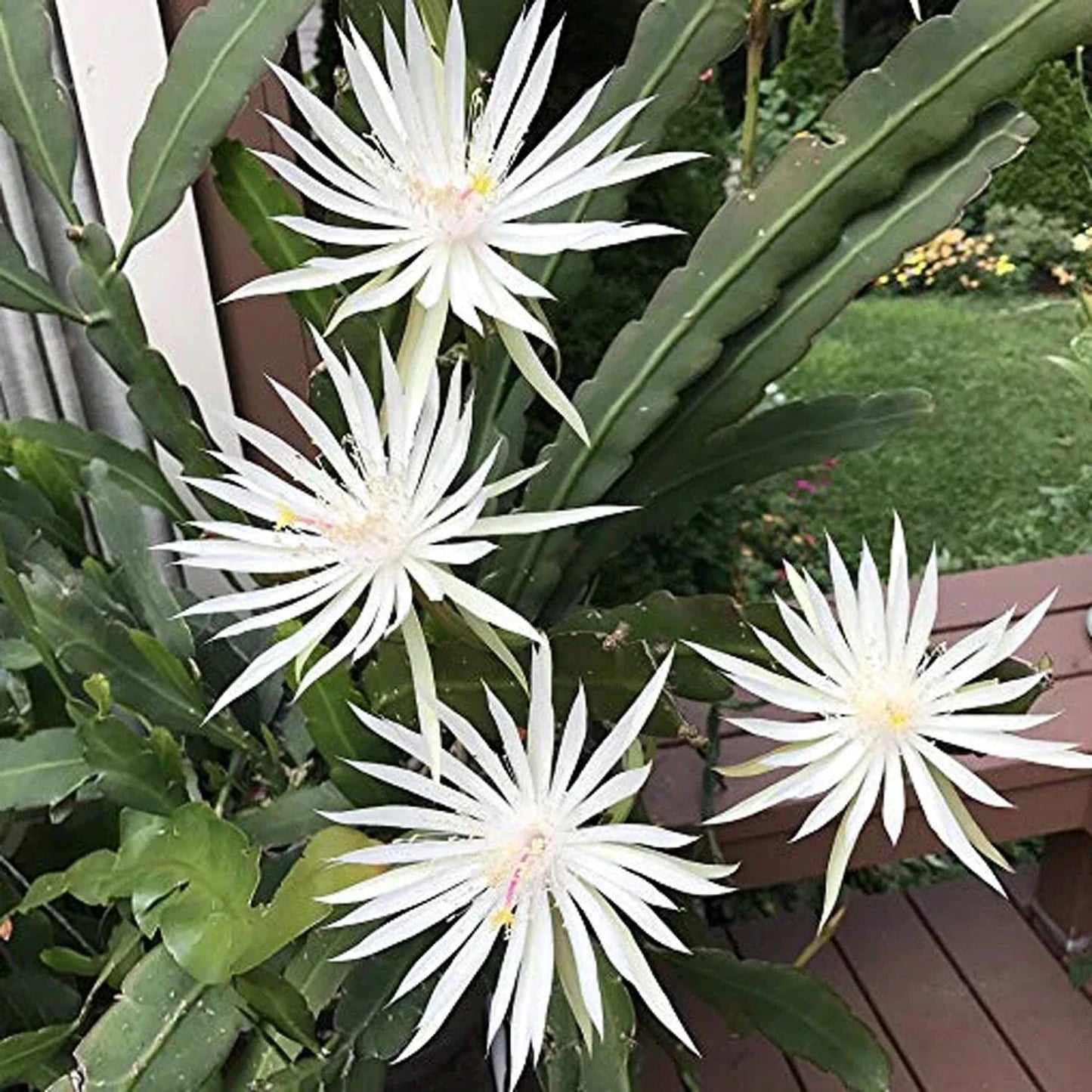 White Epiphyllum Hookeri Fragrant Orchid Cactus Cuttings – 4 Pack, Easy to Grow, Indoor or Outdoor, Unique Blooming Plant