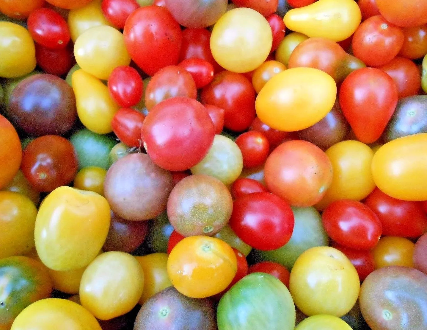 Rainbow Cherry Tomato Seeds - Organic Non-GMO Heirloom Solanum lycopersicum, Colorful Cherry Tomatoes for Gardening