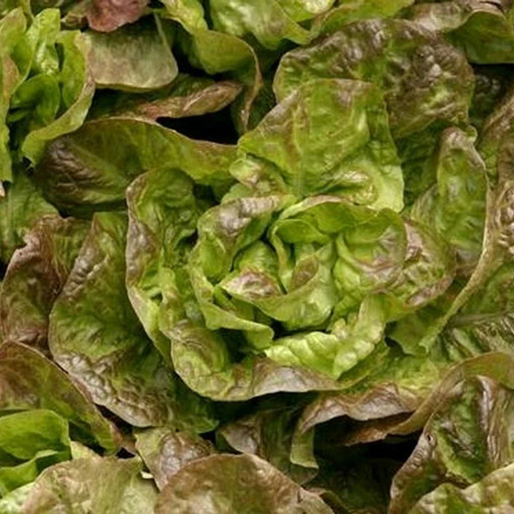 Bronze Mignonette Lettuce Seeds, Non-GMO, 600+ Seeds, Lactuca sativa, Leafy Salad Greens for Home Gardens