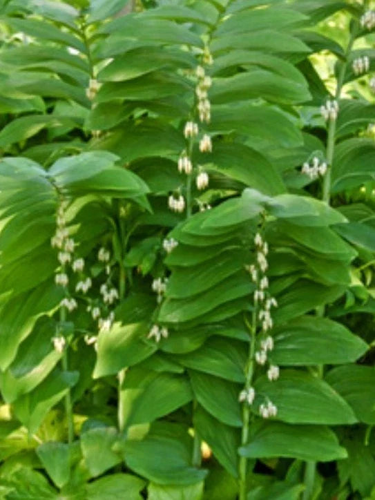 True Solomon Seal Plants - 8 Pack Rhizomes Polygonatum biflorum Perennial Shade Garden Plants