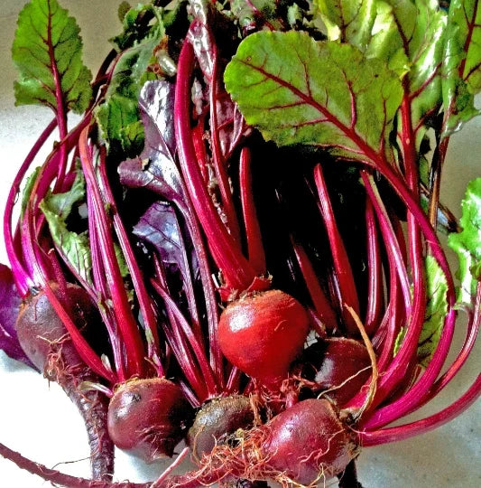 Ruby Queen Beet Seeds - 150 Count, Red Heirloom, Non-GMO Beta vulgaris, Nutritious, Easy to Grow, Salad and Cooking
