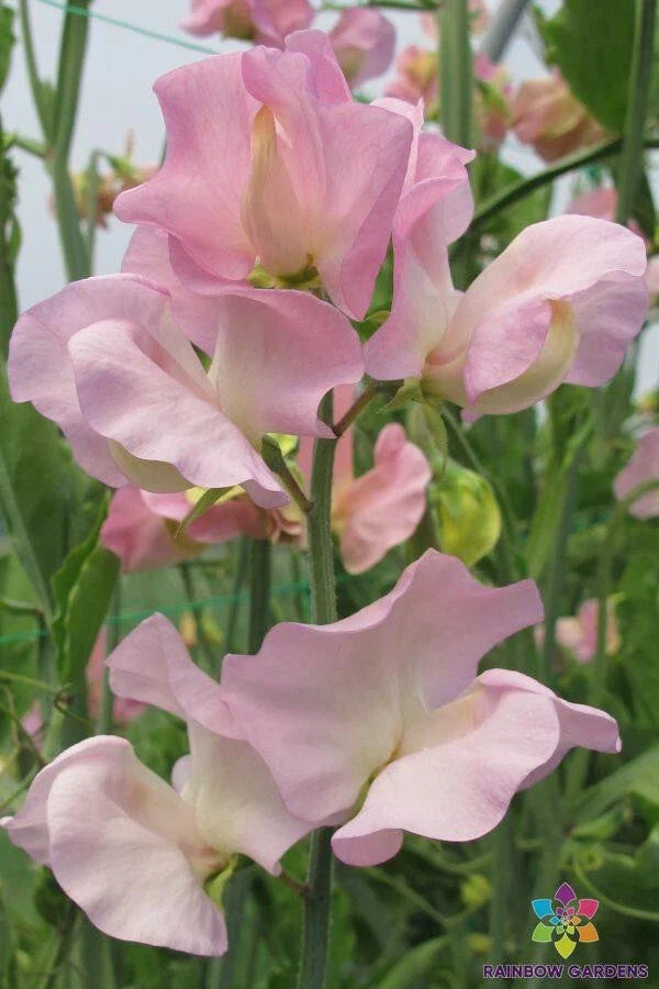 Alisa Sweet Pea Seeds - 50+ Flower Seeds for Garden Climbing Vines, Fragrant Blooms, Lathyrus odoratus, Non-GMO, Free Shipping USA