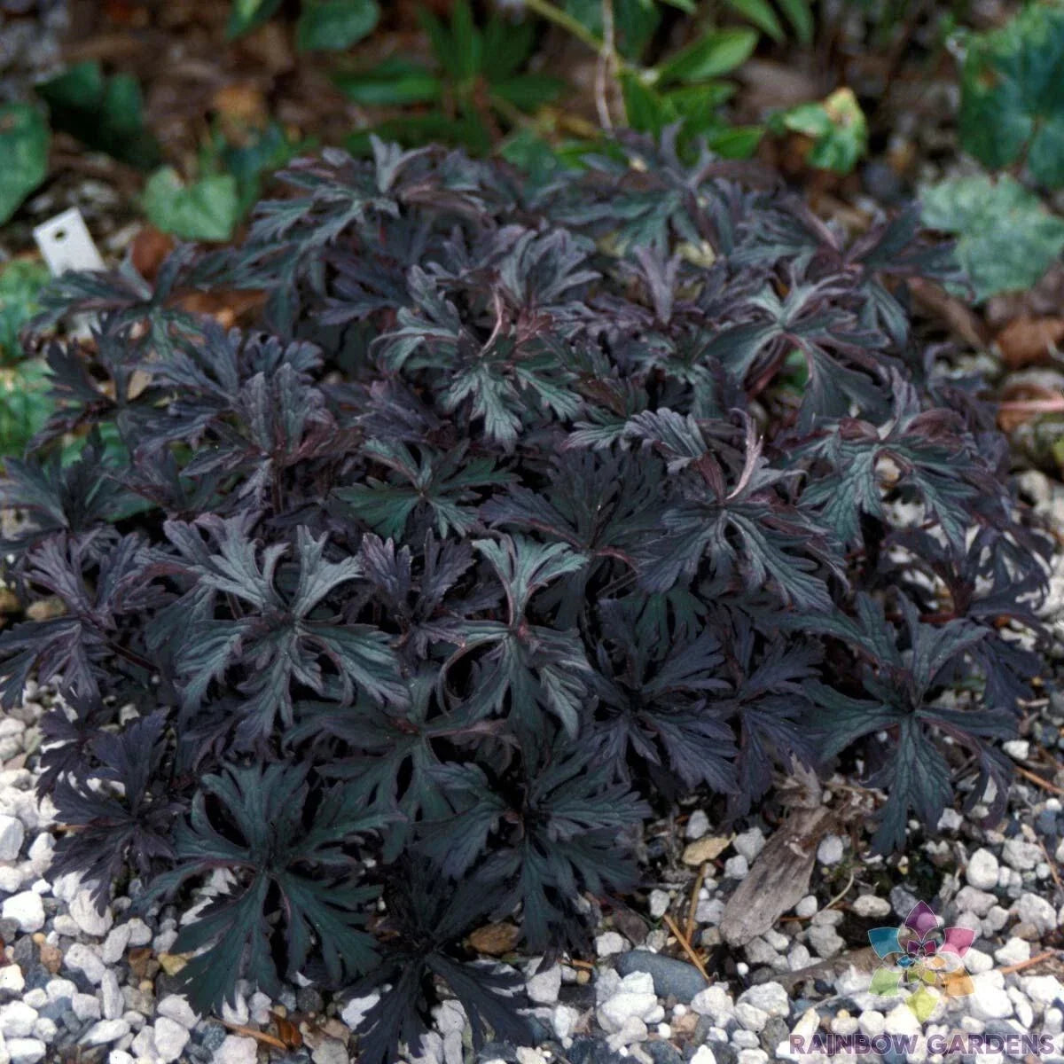 Victor Reiter Junior Geranium Seeds - 25+ Pelargonium × hortorum Garden Variety Seed Packet for Containers & Garden Beds