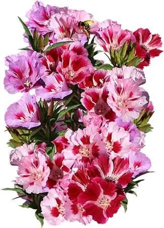 Dwarf Godetia Seeds - Clarkia amoena Flower Seeds for Planting - Bright Colorful Blooms for Garden & Containers