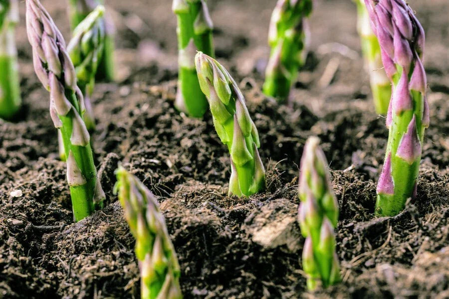 4 Potted Jersey Knight Asparagus Plants - 3-Year-Old Roots, Asparagus officinalis, High-Yield, Perennial Vegetable Garden Plants