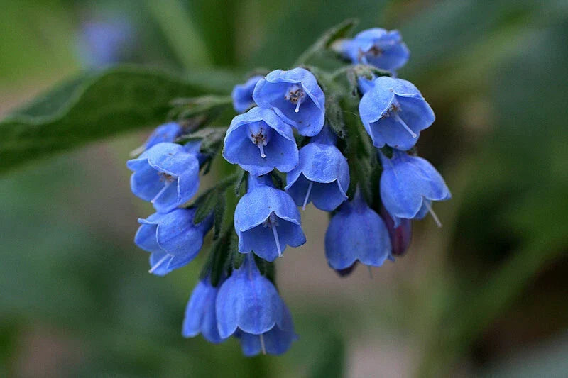 Virginia Bluebells Plants – 2 Shade-Loving Perennials for Woodland Gardens – Winter Hardy Mertensia virginica