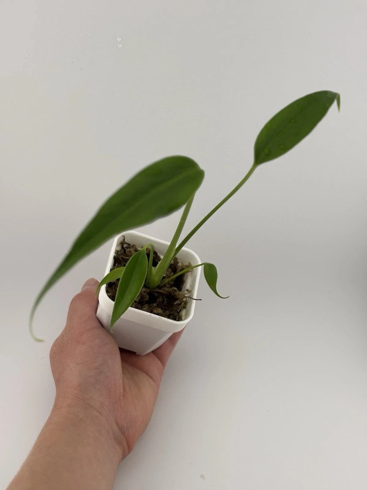 Monstera adansonii Starter Plant - 3 Inch Pot, Indoor Tropical Plant, Perforated Foliage, Fully-Rooted, Monstera Burle Marx Flame