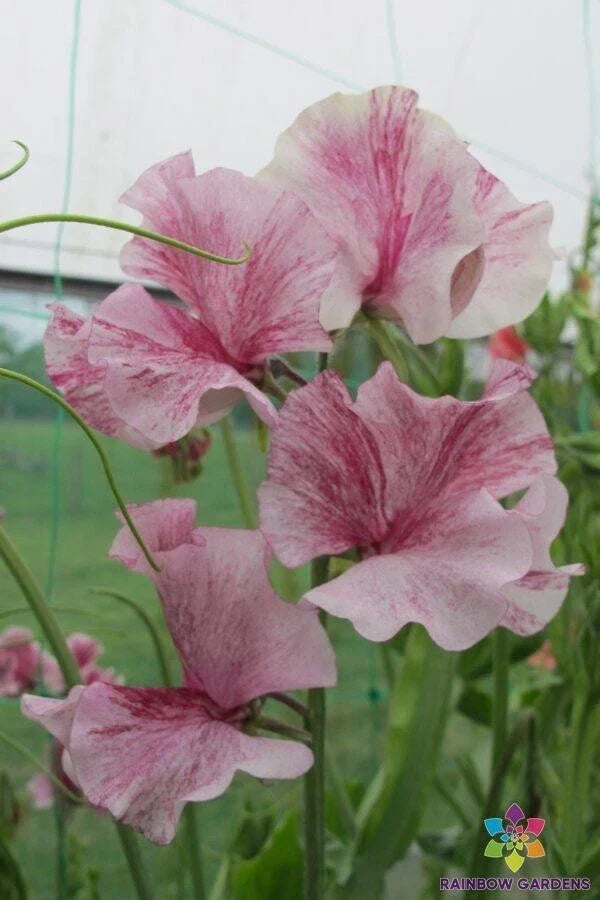 Chocolate Flake Sweet Pea Seeds – Lathyrus odoratus, Climbing Annual Flowering Vine, Full Sun, 50 Seeds, USA Grown