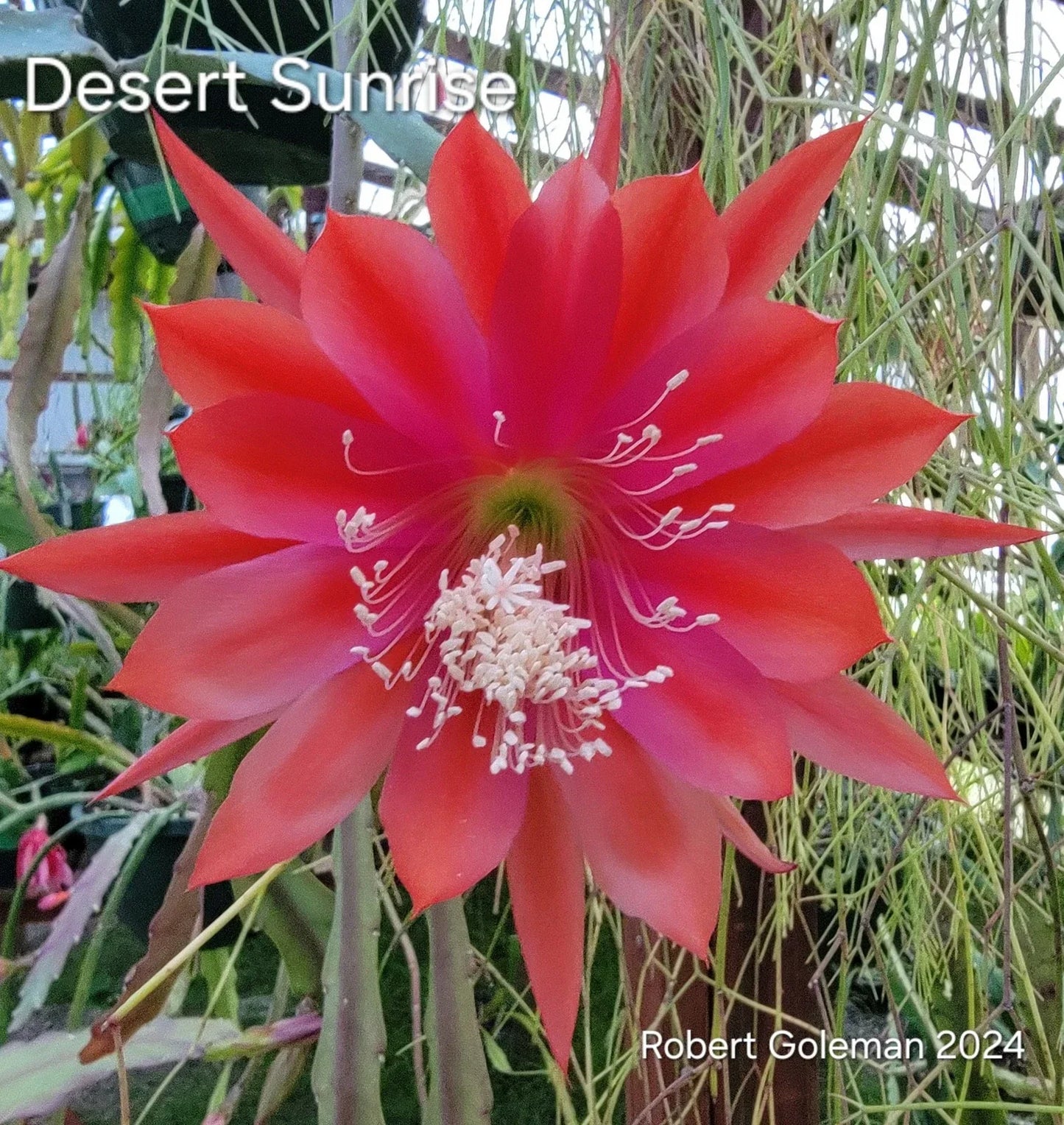 Epiphyllum 'Desert Sunrise' Unrooted Cutting | Rare Orchid Cactus | Tropical Succulent Plant | Vibrant Sunrise Blooms