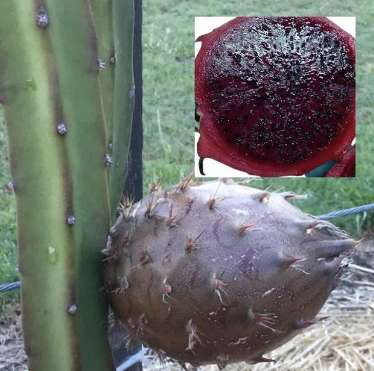 Rare Organic Black Afrikanis Dragon Fruit Cuttings – 2 Live Rooted Pitaya Plants, Hylocereus undatus, Exotic Fruit, Indoor/Outdoor Gardening