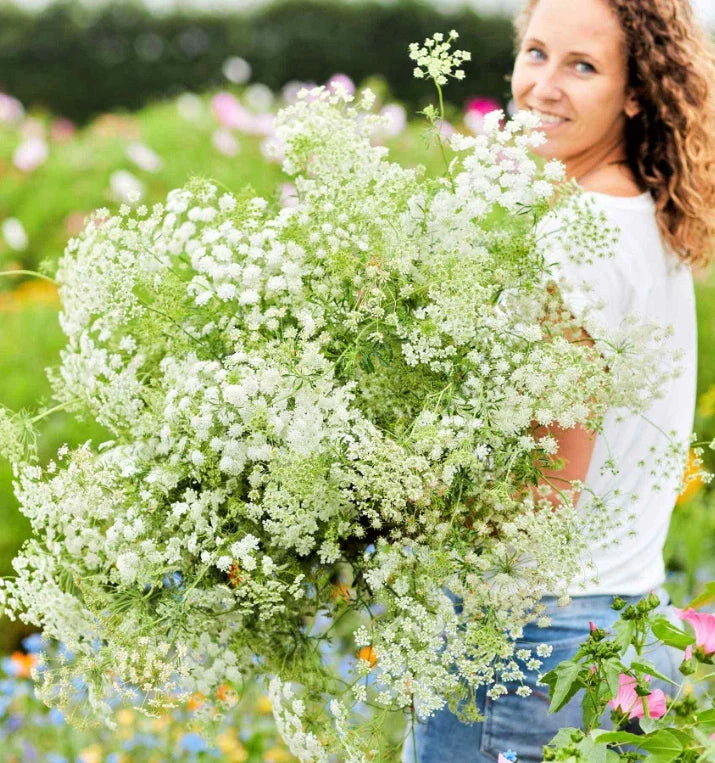 Bishop's Flower Seeds - Green Mist Ammi majus Non-GMO 200 Pack for Beneficial Insects & Pollinator Gardens
