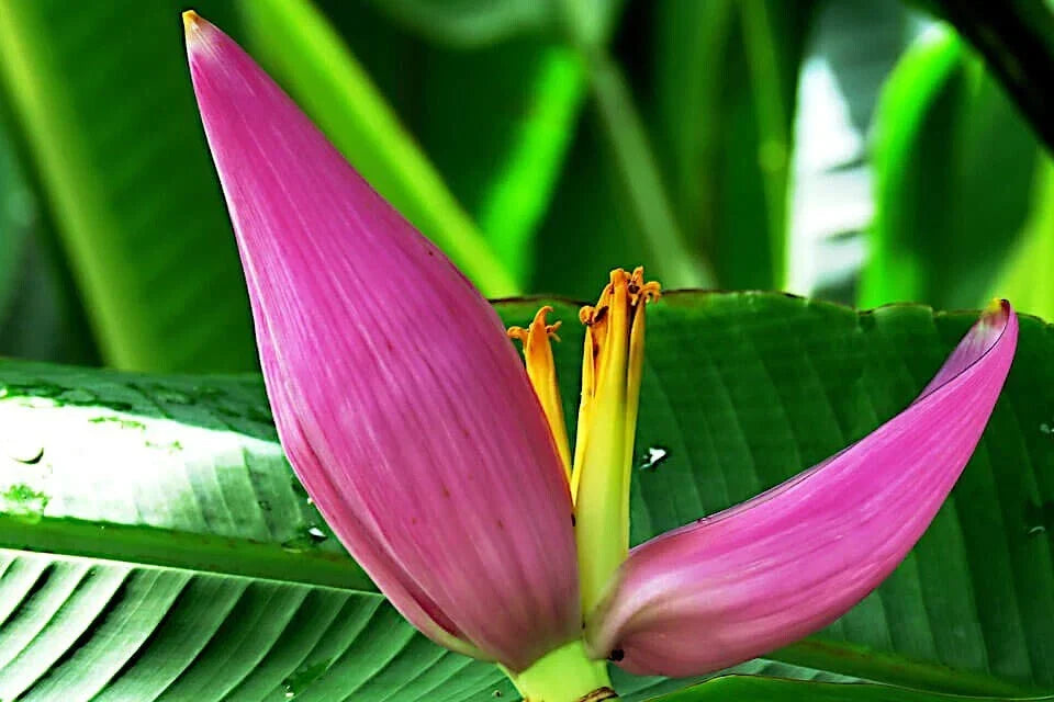 Pink Dwarf Banana Tree Seeds – Musa velutina, Hardy Tropical Fruit Plant, Fast-Growing, Zone 7b, 20 Seeds