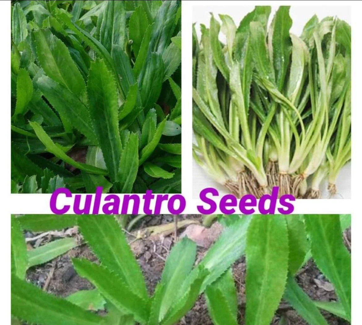 Culantro Seeds 200 Pack – Eryngium foetidum Mexican Coriander Herb for Culinary Use, Organic, Non-GMO