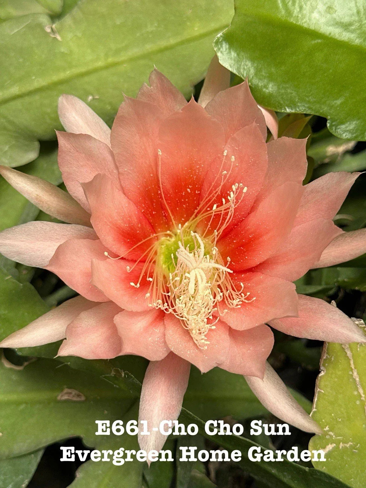 Epiphyllum Orchid Cactus "Cho Cho Sun" 4-Inch Starter Pot Rooted Houseplant for Indoor Gardening