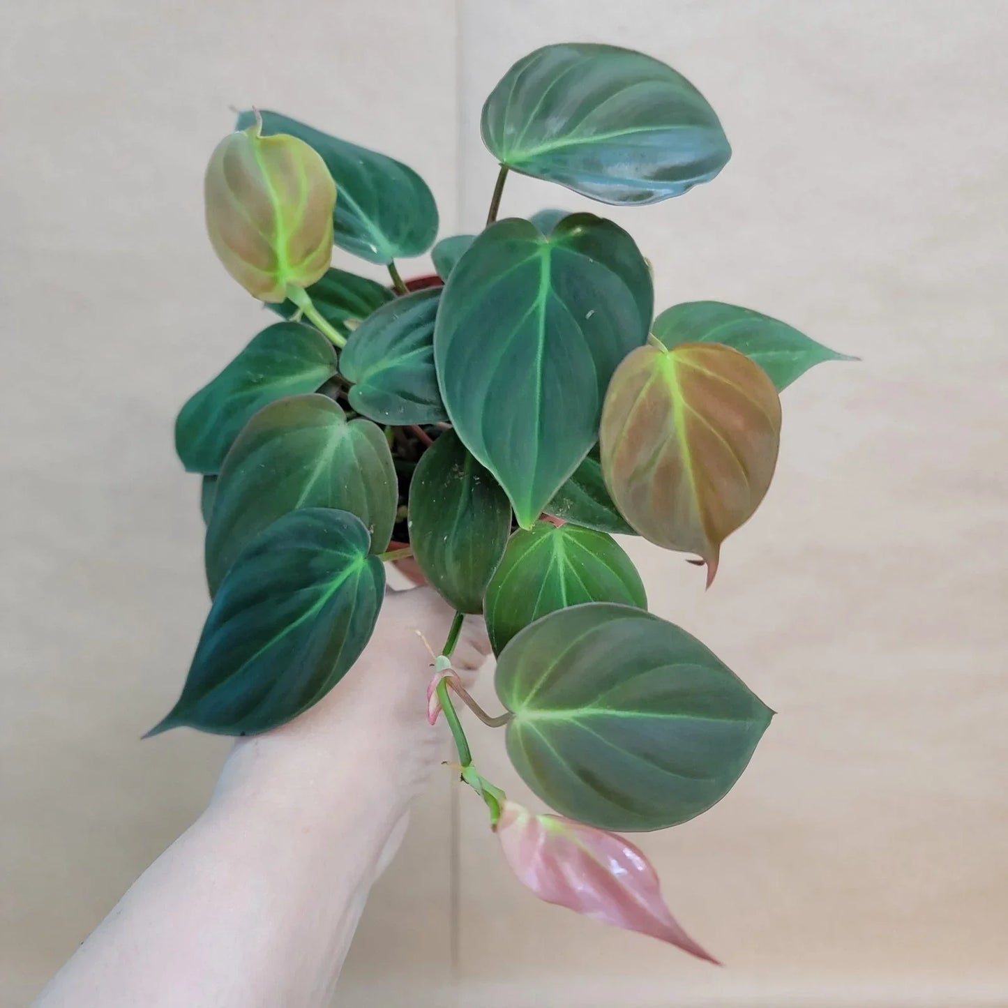 Philodendron Micans 4-Inch Potted Plant – Velvet Green Heart-Shaped Leaves Indoor Houseplant, Low-Maintenance Tropical Plant