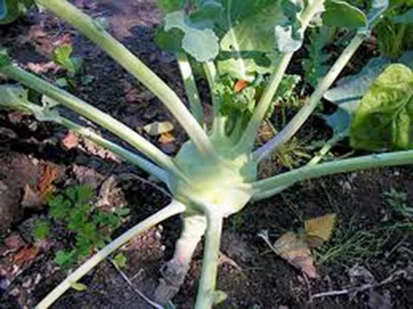 Kohlrabi Seeds, 25+ Heirloom Early White Vienna, Non-GMO, Organic Brassica oleracea for Vegetable Gardening