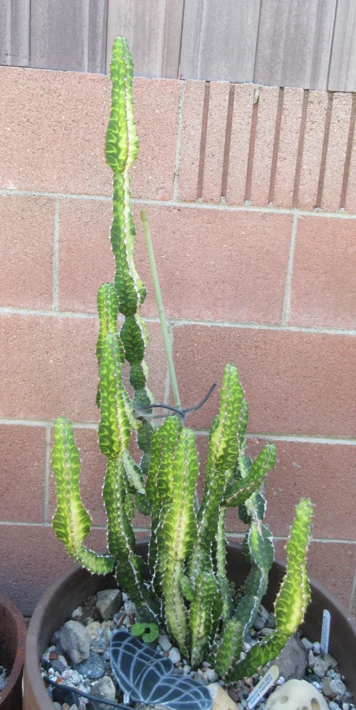 Euphorbia 'Watusi' Cutting – Rare Bill Baker Hybrid Succulent for Collectors, Unique Houseplant, 6-inch