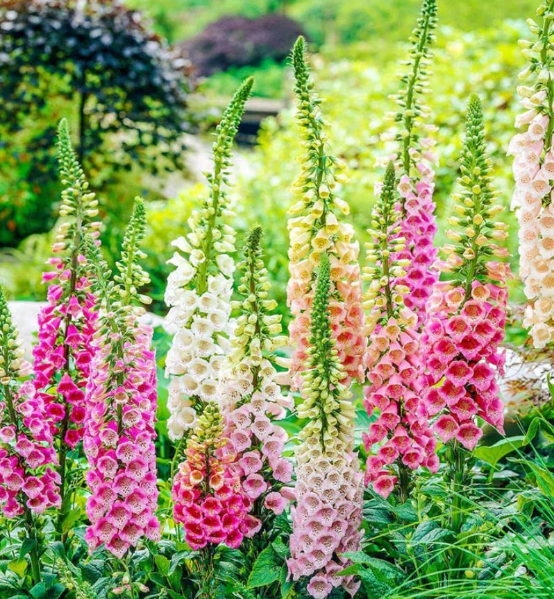 Foxglove Seeds Excelsior Mix – Non-GMO Digitalis purpurea – Hummingbird & Pollinator Friendly – 500 Seeds for Sun & Shade Gardens