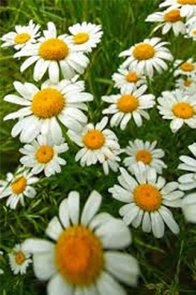German Chamomile Seeds - Heirloom NON-GMO, Matricaria chamomilla, Herbal Tea & Remedies, 500 Seeds