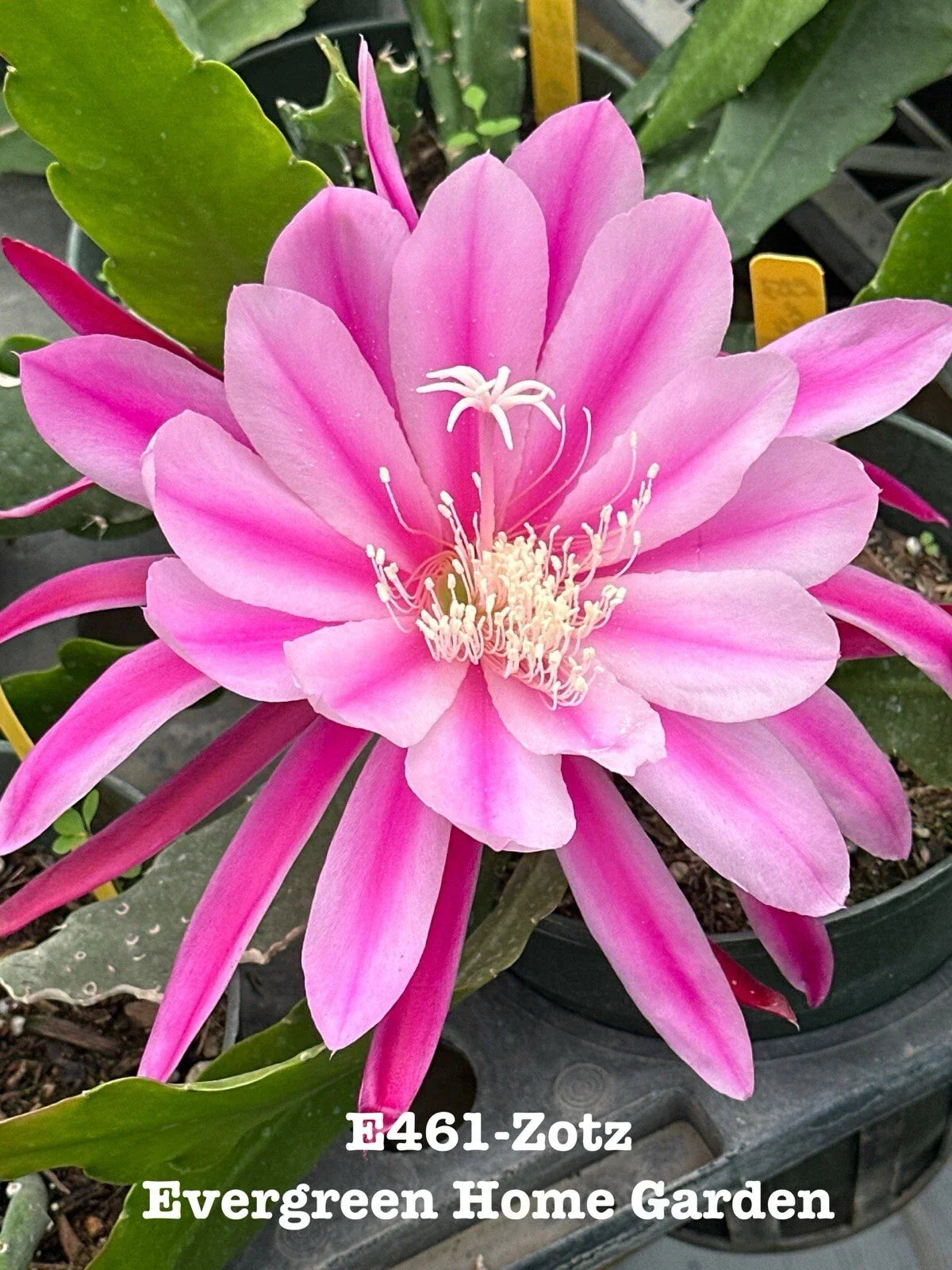 Epiphyllum Orchid Cactus "Zotz" 4” Starter Pot | Rooted Indoor Houseplant | Easy Care, Unique Epiphyllum Species