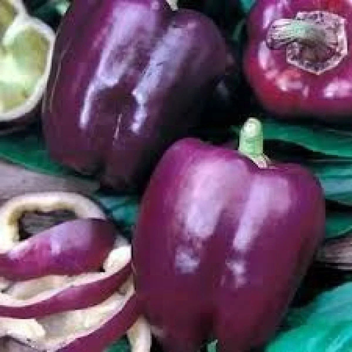 Purple Beauty Bell Pepper Seeds – Non-GMO Heirloom Capsicum annuum for Sweet, Vibrant Purple Peppers, Seed Packet