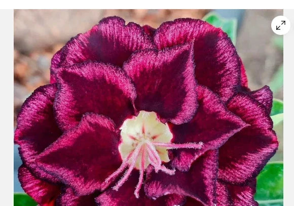 Desert Rose Adenium Obesum Seedling - Small Rooted Plant, Vibrant Blooms, Easy Care, Home Decor, 4-6 Inches