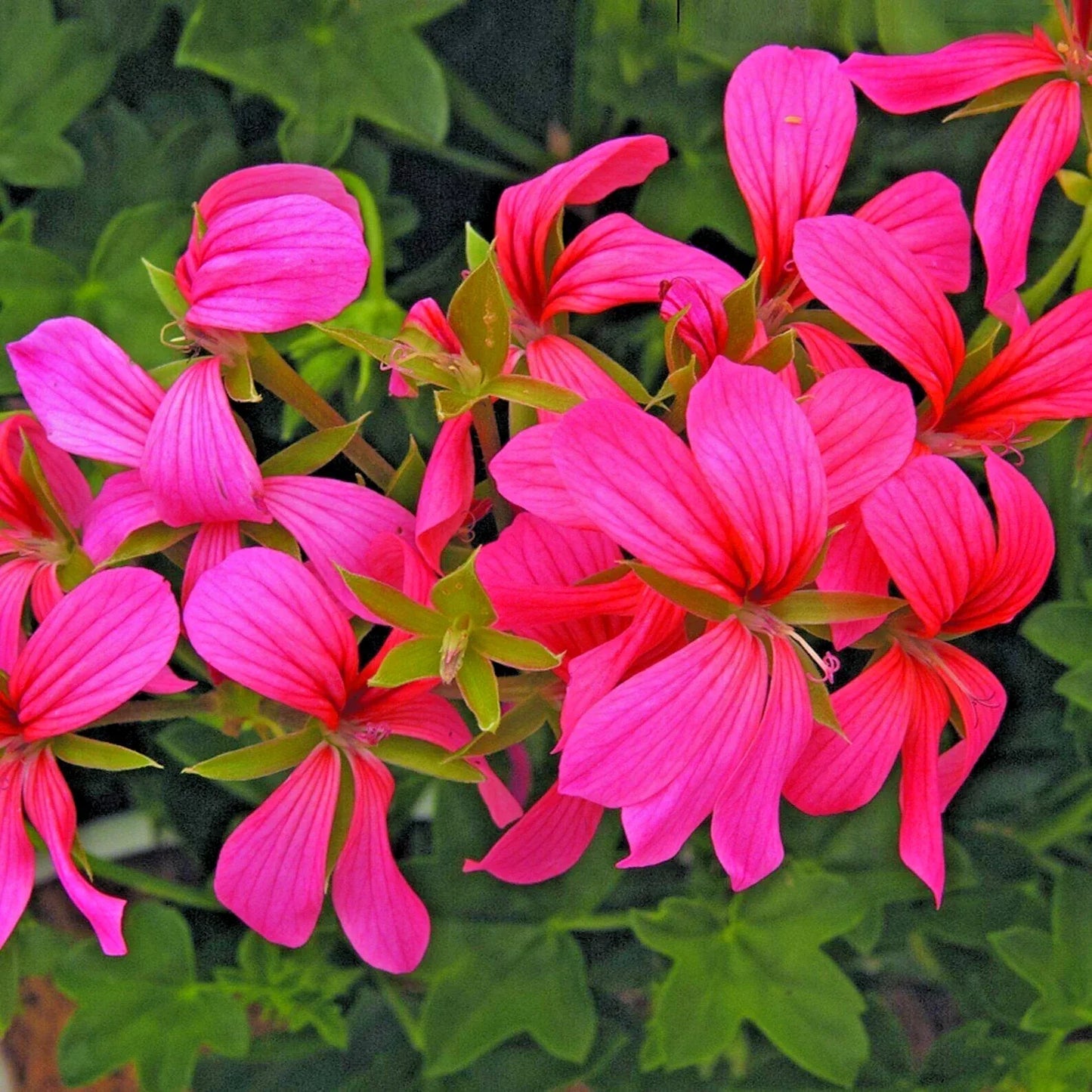 Geranium Cuttings 6" Cascade Pink Pelargonium Live Flower Plants Unrooted for Garden, Patio, or Indoor Decor