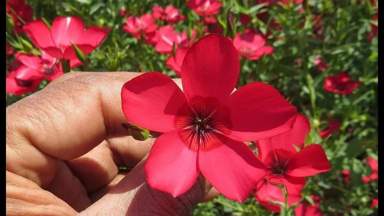 Scarlet Flax Seeds - 200+ Fresh Linum grandiflorum Annual Flower for Garden, Borders, Pollinator Attractant