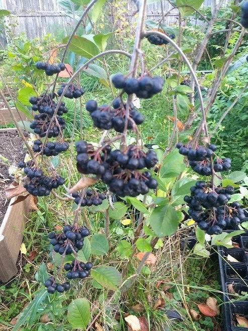 Viking Aronia Berry Plant - Live Rooted Starter - Edible Shrubs for Zones 3-8 - Aronia melanocarpa
