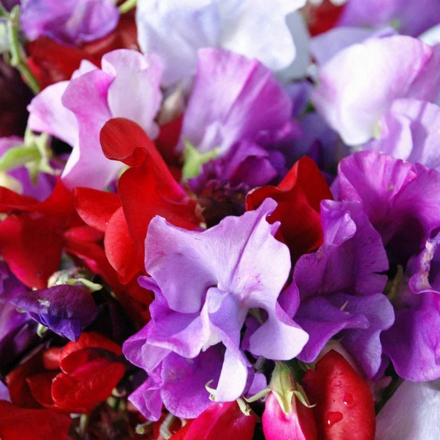 Royal Mix Sweet Pea Seeds, Fragrant Red Pink Rose Vine Flowers, Lathyrus odoratus, Climbing Garden Flower Seeds
