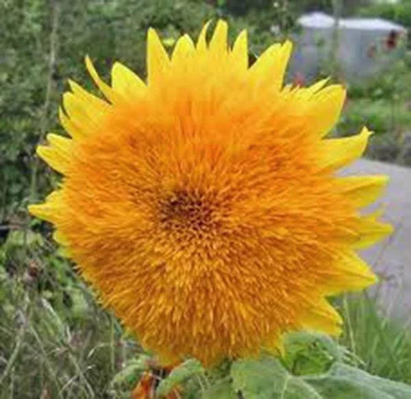 Giant Sunflower Seeds 500 Count - Sungold Variety - Vivid Colorful Blooms - Helianthus annuus