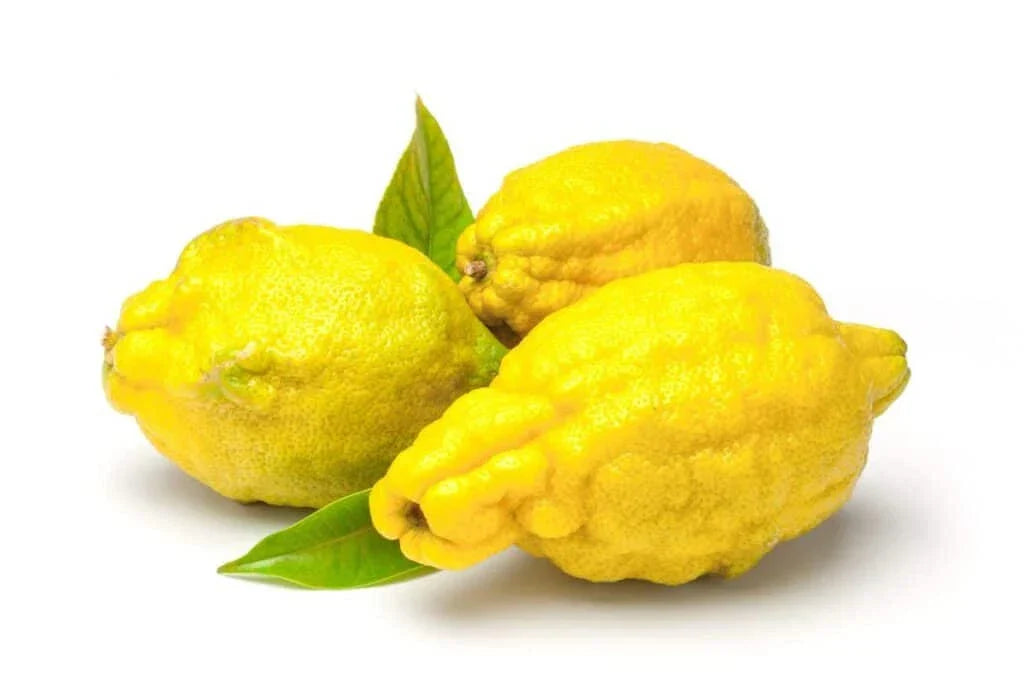 Citron Lemon Seeds – 5+ Pack for Gardening – Citrus medica – Organic, Non-GMO, Home Garden, Fragrant Fruit, Easy to Grow