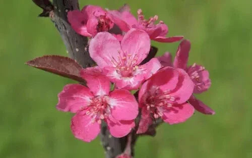 Cardinal Crabapple Seeds - 25+ Pack for Garden Planting - Malus 'Cardinal' - Deciduous Tree for Landscape & Wildlife