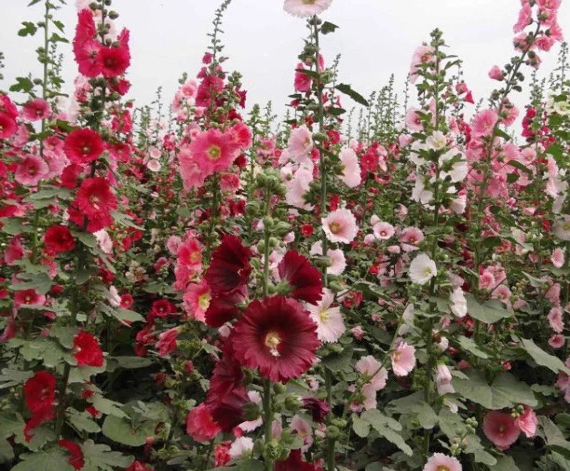 Hollyhock Seeds - 60+ Mixed Color Alcea rosea Flower Seeds with Bonus Black Eyed Susan Seeds for Garden Borders and Pollinator Attraction