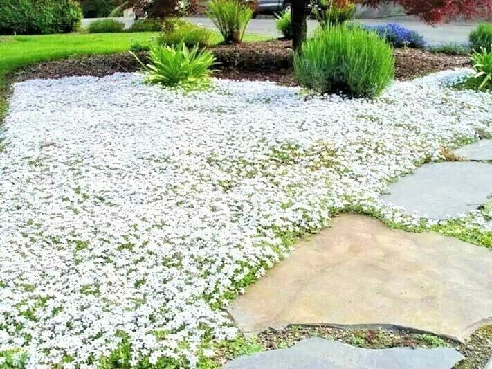 Snow in Summer Flower Seeds - 500+ Perennial Groundcover, Drought Tolerant, Cerastium tomentosum Seeds