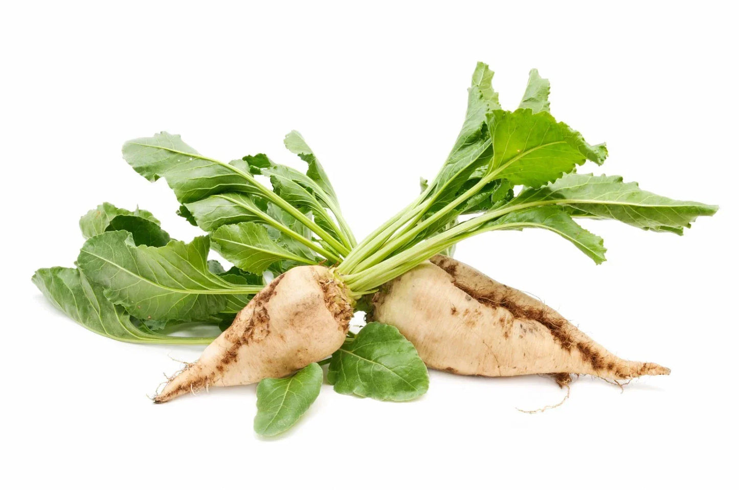Sugar Beet Seeds 100/150 Non-GMO Open Pollinated Beta vulgaris for Home Garden, Cold Tolerant, Sweet Roots
